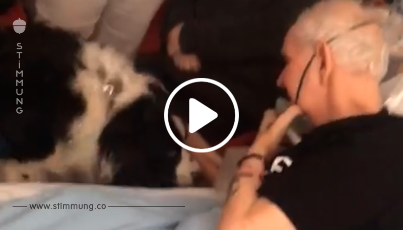 Der Großvater hat einen letzten Wunsch – nämlich seinem geliebten Hund auf Wiedersehen zu sagen
