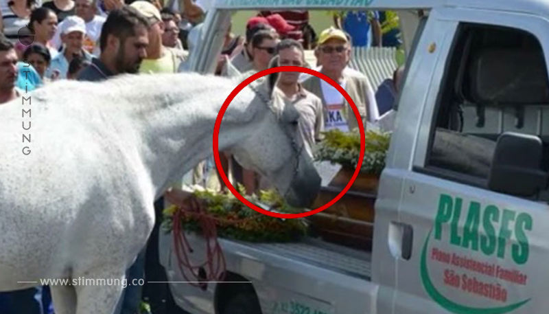 Lebewohl: Pferd trauert am Sarg um verstorbenen Besitzer.