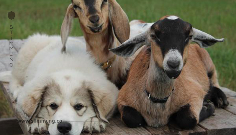 Diese 7 Freundschaften zwischen Hunden und Ziegen beweisen, dass die Liebe keine Grenzen kennt