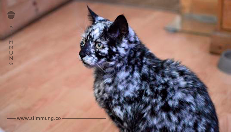 Er adoptierte eine schwarze Katze – 7 Jahre später bemerkt er, dass sein Fell sich plötzlich verändert