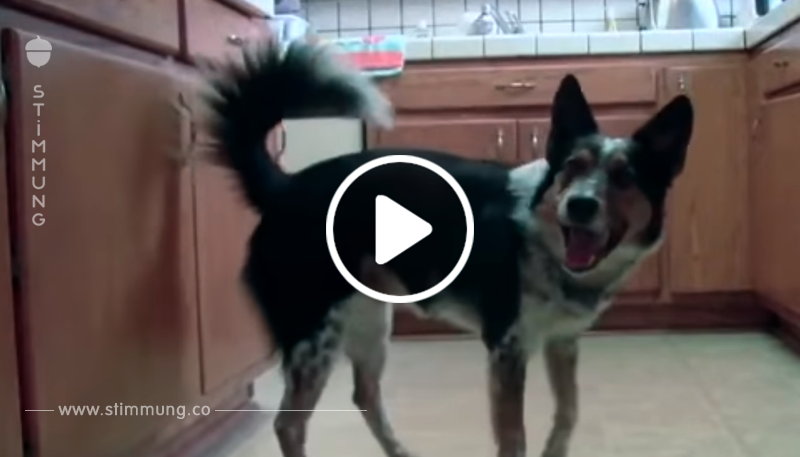 Der Hund ist dabei, seinen Besitzer anzupinkeln – aber schau, was einen Moment später passiert!