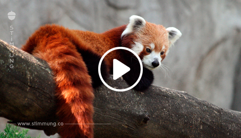 VIDEO: Roter Panda erschrickt vor einem Stein! Seine Reaktion ist einfach nur goldig!	