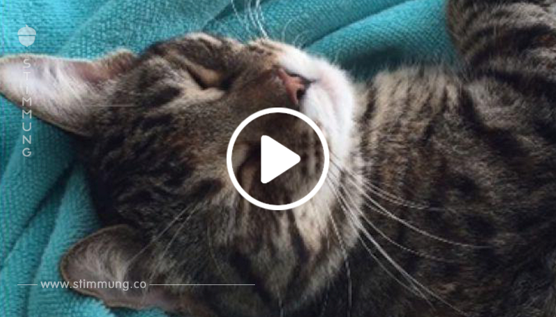 Langschläfer: Verträumte Katze will partout nicht aus dem Bett	