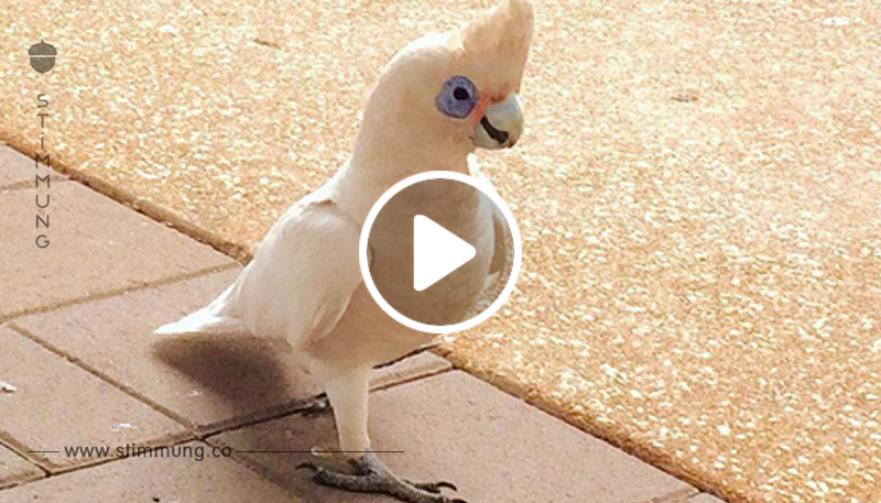 VIDEO: Dieser Kakadu denkt, er sei ein Hund!	