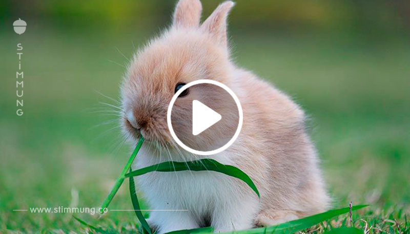 10 Fakten über Kaninchen   die ihr garantiert noch nicht wusstet	