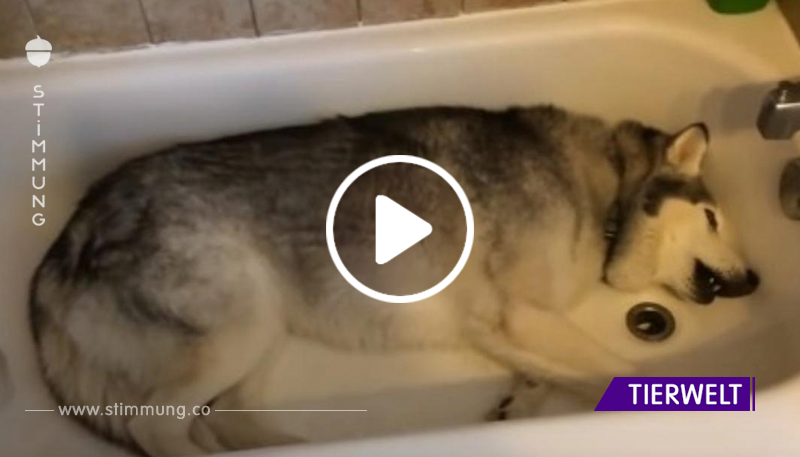 Das Frauchen filmt ihren Husky in der Badewanne. Spätestens nach 10 Sekunden musst du laut losprusten.	