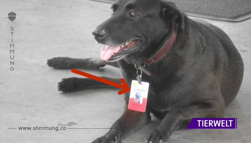 Als die Gäste der Tankstelle können nicht glauben, was auf dem Halsband des Hundes steht. Ist das wirklich ernst gemeint?	