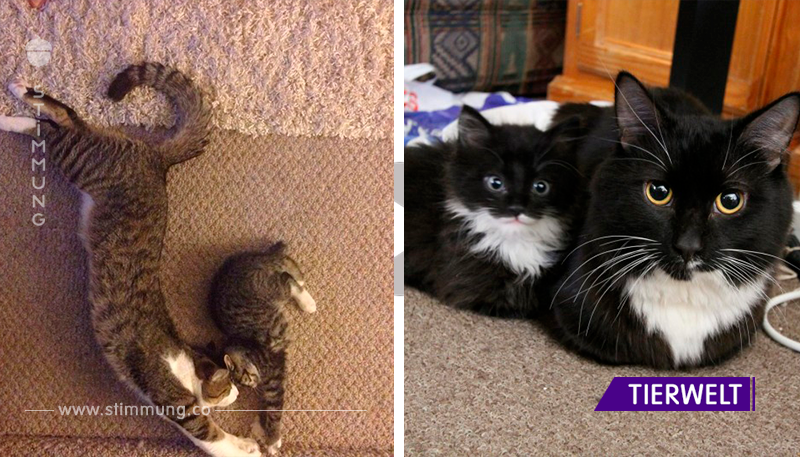 14 Katzenkinder, die genauso aussehen wie ihre Eltern.