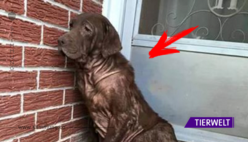 Jeden Tag saß dieser Hund auf einer verlassenen Veranda. Doch als eine Fremde kam und dieses Foto machte, änderte sich alles.