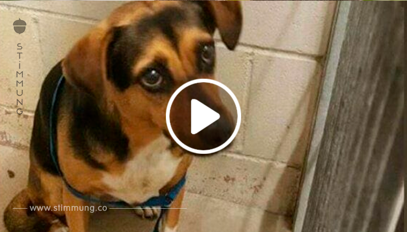 Todtrauriger Beagle vor Urlaub im Tierheim abgeschoben, dann nimmt Familie neuen Hund	