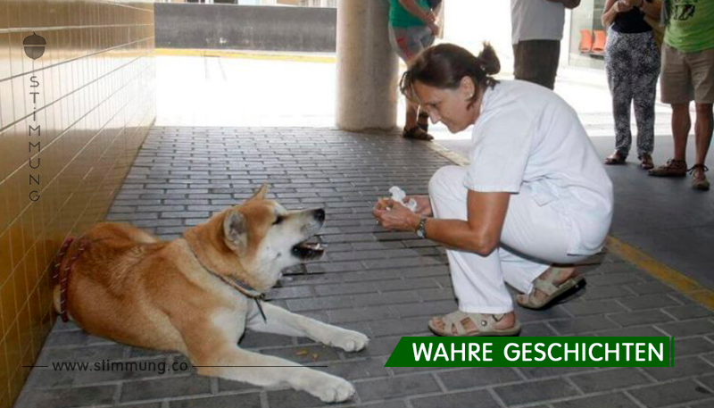Dieser Hund kam zur Tür des Krankenhauses. Als das Krankenhauspersonal den Grund herausfand, konnten sie  ihre Tränen nicht zurückhalten!