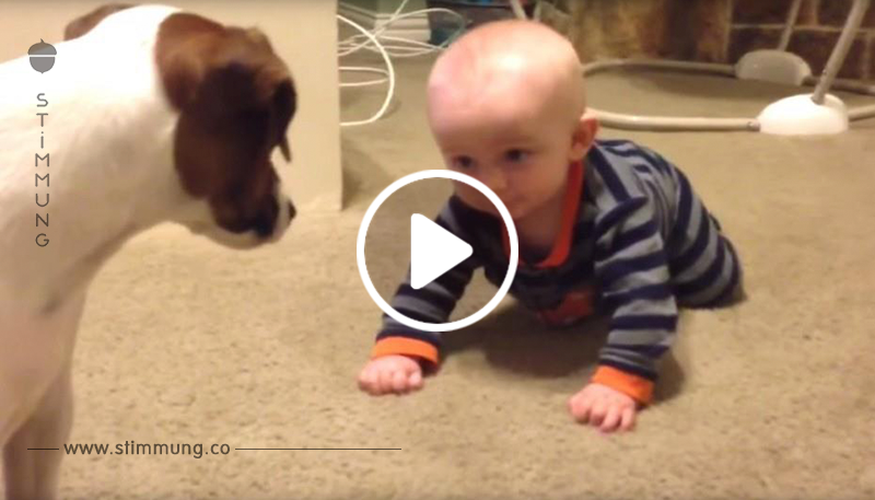 Der Hund ist ganz verwirrt, warum das Baby immer umfällt – schau, was er danach tut	