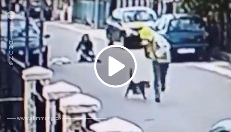 Der Straßenhund kommt einer Frau zur Hilfe, die am hellichten Tag von Räubern überfallen wird	
