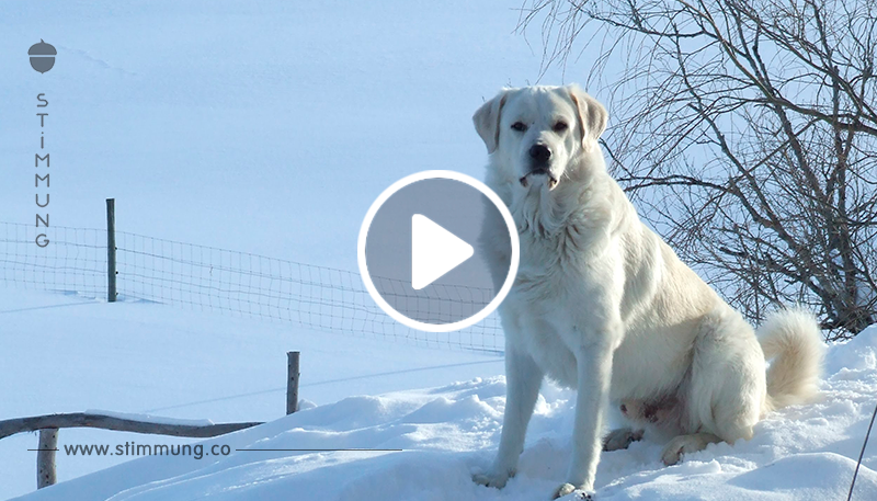 Das Frauchen filmt, wie sich ihr Hund in den Schnee legt. Bei 0:04 kann sie sich das Lachen nicht mehr verkneifen.	