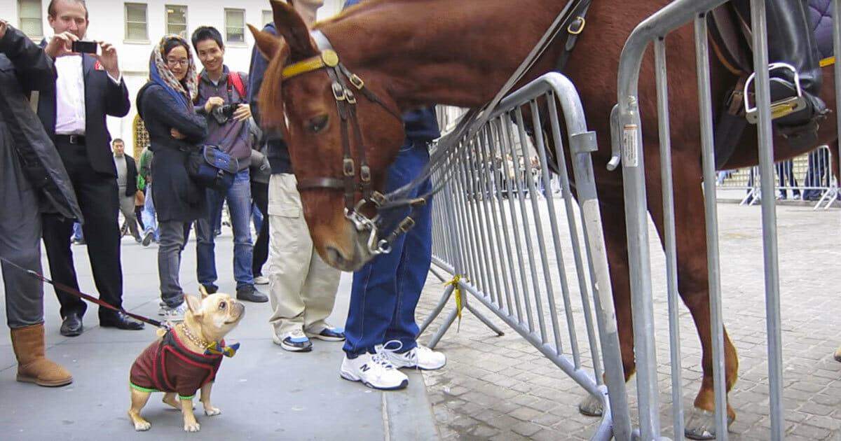 Kleiner Hund trifft großes Polizeipferd - Es ist schwer nicht zu lachen, als sie sich entdecken	