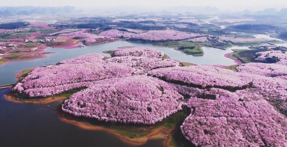 Was für eine Schönheit - in China blühten Kirschbäume, einfach unglaublich!