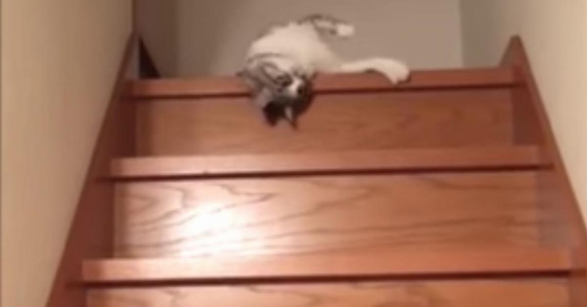 Die Katze ist zu faul, die Treppe hinunterzulaufen. Die Besitzerin filmt ihre lustige Lösung.	