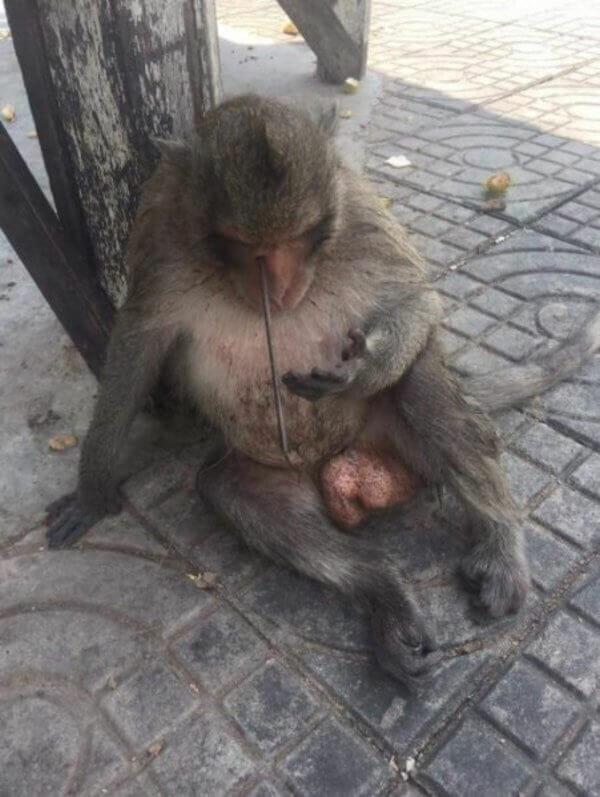 Frau bemerkt Affen auf Straße – guckt genauer hin und entdeckt scheußliche Wahrheit	