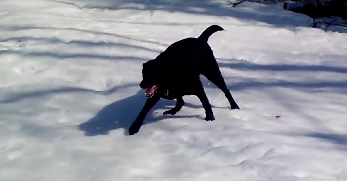 Der Hund lässt sich in den Schnee plumpsen. Doch was Herrchen dann filmt, lässt ihm vor Lachen fast die Kamera aus der Hand fallen.	