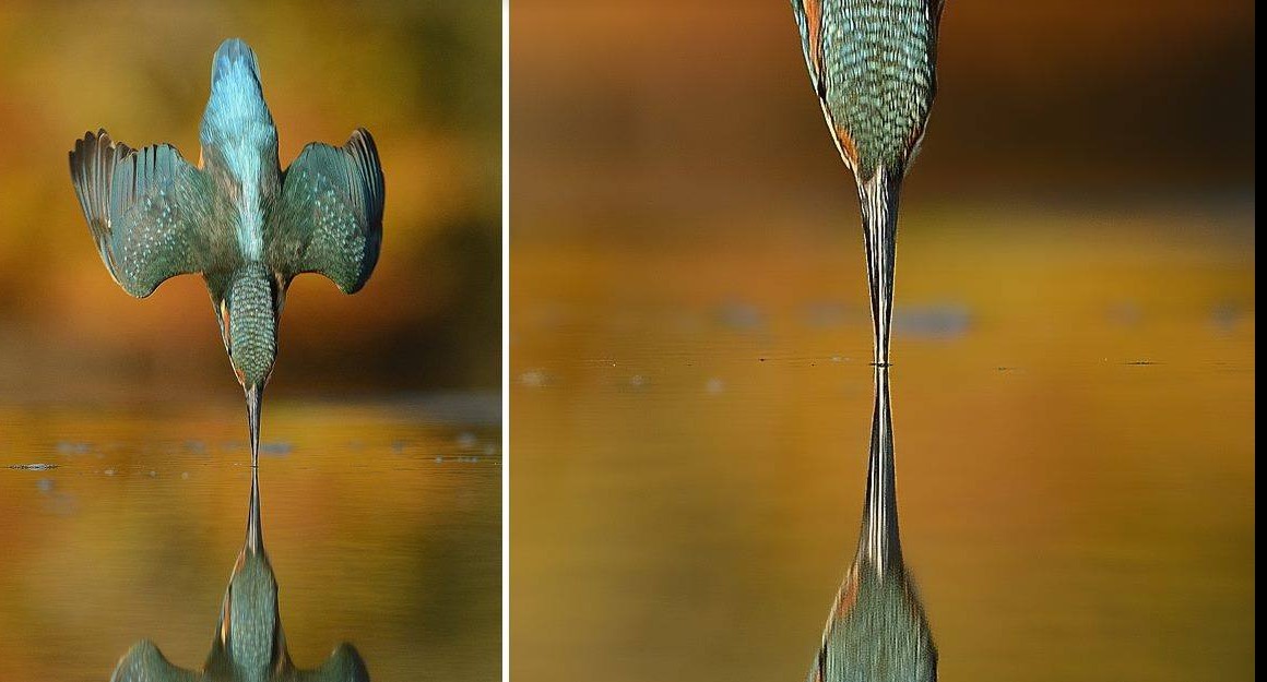 Nach 6 Jahren Arbeit und 720.000 Versuchen hat der Fotograf endlich das ideale Foto des Eisvogels fotografiert!