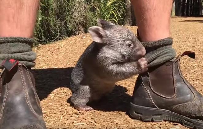 Unheimlich süß: Kennt ihr schon dieses kleine Baby-Wombat?	