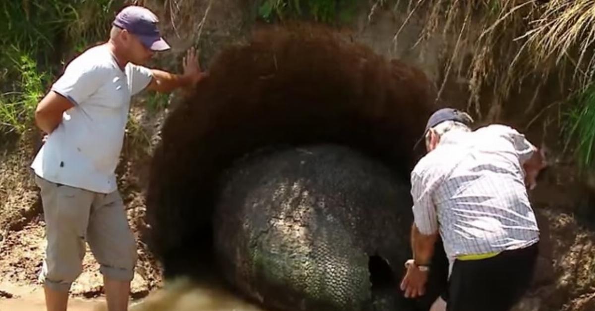 Der Bauer findet ein 1 Meter großes schwarzes “Ei” auf dem Grundstück. Was sich dort verbirgt, erstaunt die Forscher.	