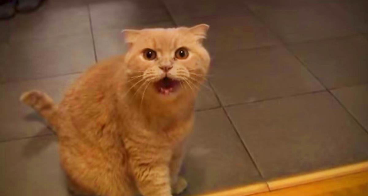 Diese Katze namens Marsik sang ein Lied über Segler und wurde zum Star des Internets. Er wird dein Herz erobern!