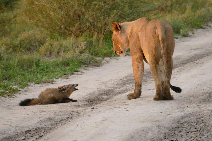 Die Löwin findet ein verwundetes Fuchsjunges – was sie daraufhin macht, berührt den Fotografen zutiefst	