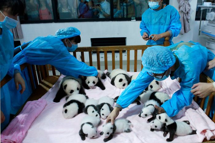 1526938723_1526635977_panda-daycare-nursery-chengdu-research-base-breeding-10.jpg
