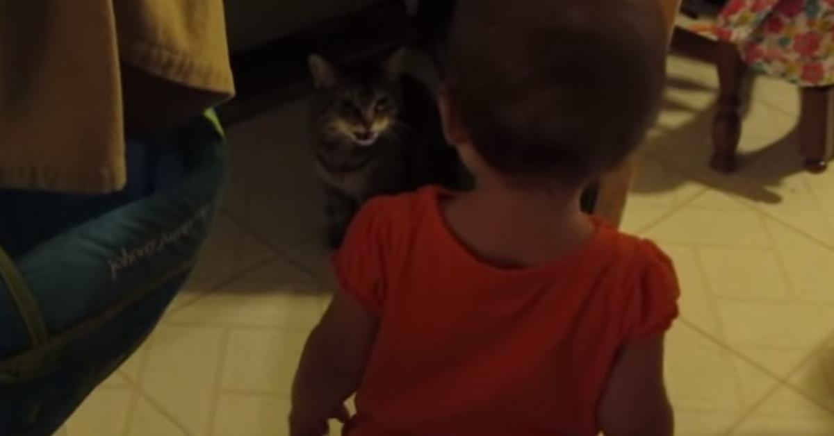 Das Kleinkind brabbelt mit der Katze. Ihre Reaktion? Die Mutter mit der Kamera kann nicht...	