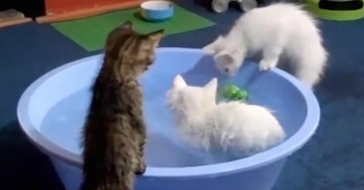 Als der Besitzer die Katzen ins Badewasser setzt, merkt er, dass sie ganz anders sind als andere...	