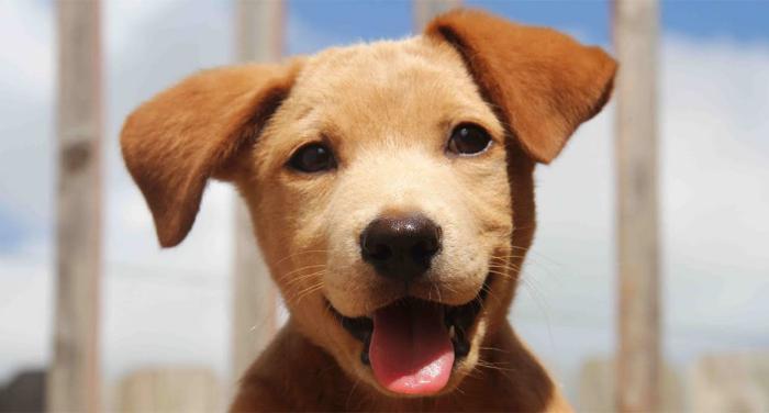 Diese lustigen Welpen sind das Ergebnis der Liebe von Hunden verschiedener Rassen. Husky Welpen und Chow sind urkomisch!