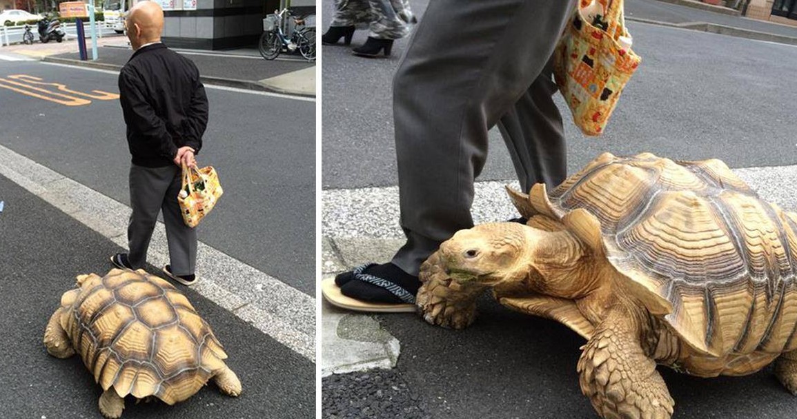 Der geduldigste Haustierbesitzer geht mit seiner riesigen Schildkröte durch die Straßen von Tokio!
