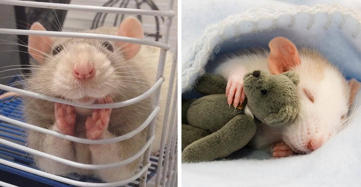 18 bezaubernde Ratten, die beweisen, dass sie liebste Haustiere sein können!