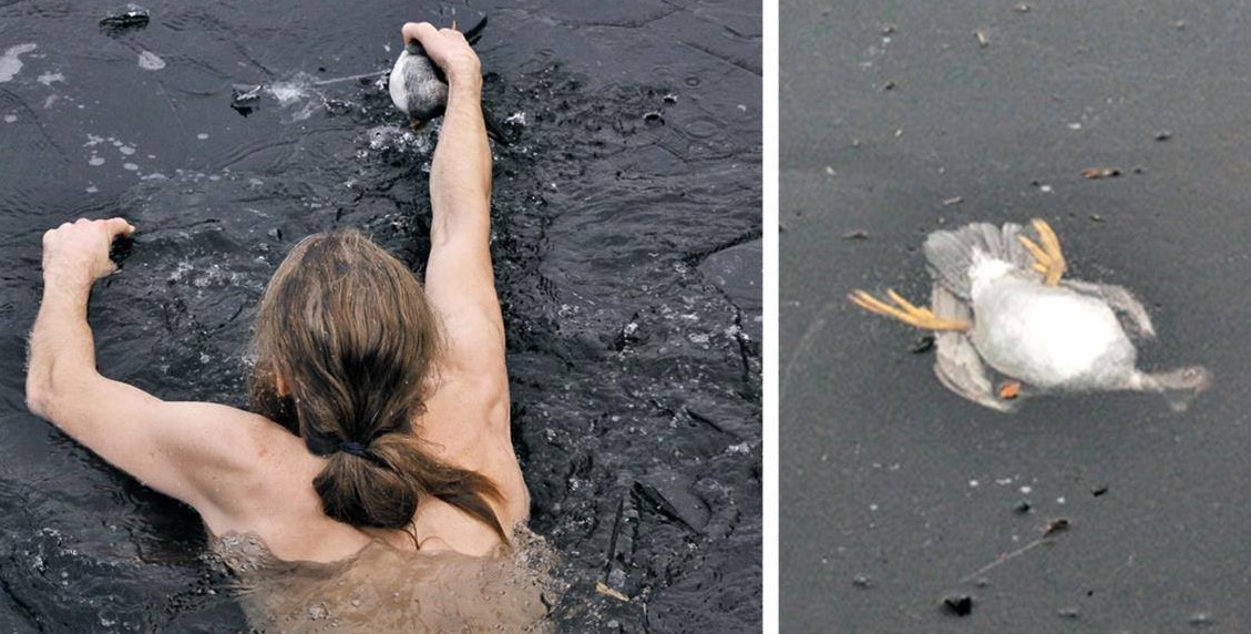 Der Norweger rettete eine sinkende Ente vor Kälte und vor Tod!