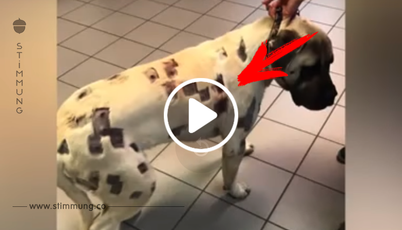 Sie glaubt, Hund wurde von Moskitos angefallen – sieht genauer hin und eilt zum Tierarzt	