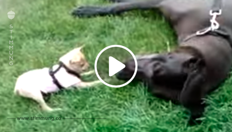 Chihuahua trifft auf Deutsche Dogge – die Reaktion des kleinen Hundes bringt Millionen zum Lachen!
