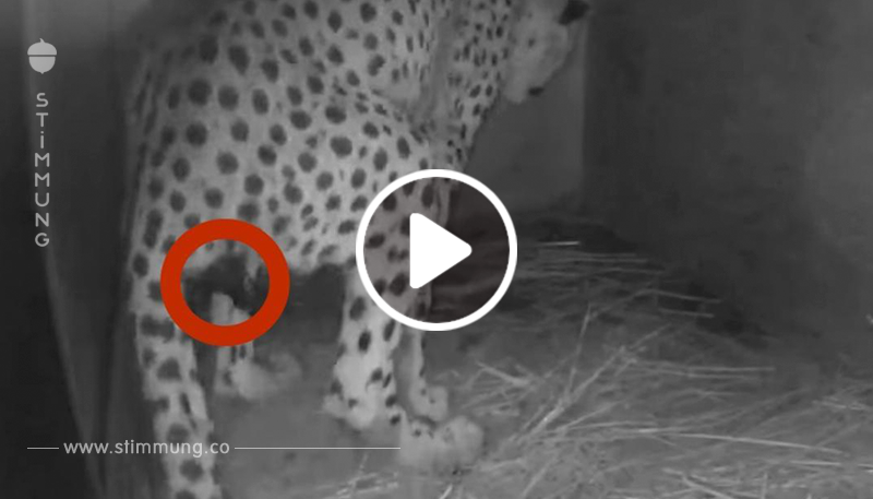 Die Geparden-Mutter gebärt 2 kleine Jungen. 6 Stunden später schauen die Wärter genauer ins Stroh.