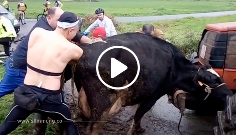 Radfahrer helfen Kuh bei schwerer Geburt.	