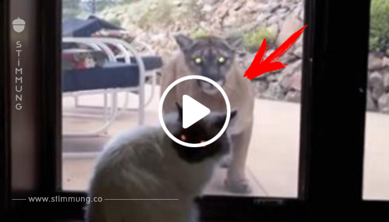 Katzenbesitzer filmt Zusammentreffen von Mieze mit Berglöwen.	