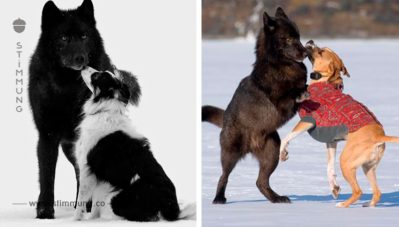 Mann fotografiert Begegnung seines Labradors mit Wolf.	