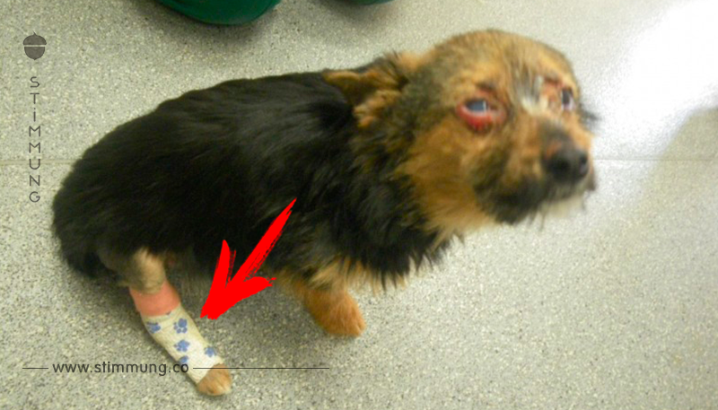 Diese Jugendlichen zwingen einen Hund, Drogen zu fressen. Doch als seine Besitzer ihn wiederfinden, sieht er so aus.