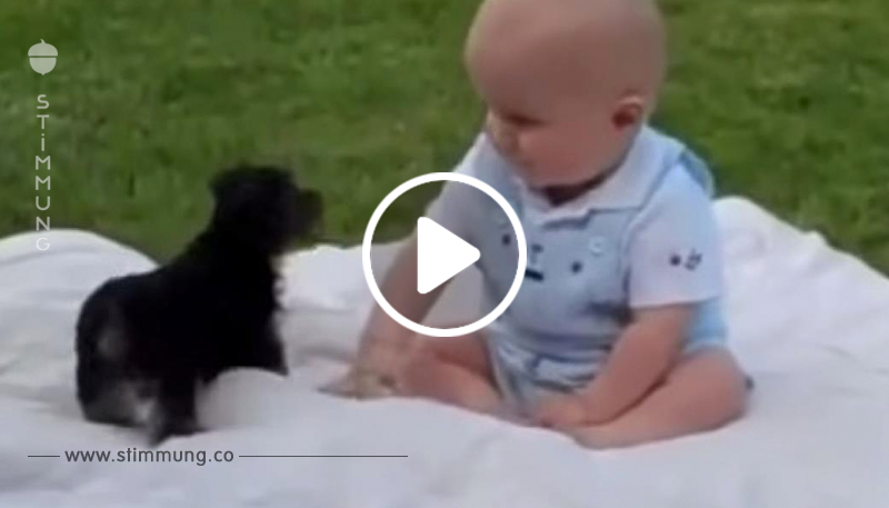 Der Hund schnappt blitzschnell zu. Doch die Reaktion des Babys? Unbezahlbar!	