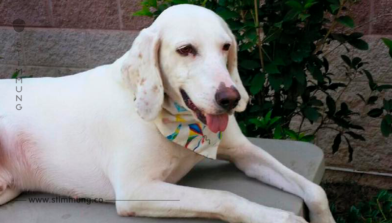Adoptierter Hund wird 11 Mal im Tierheim zurückgelassen – dann wird der Grund deutlich	