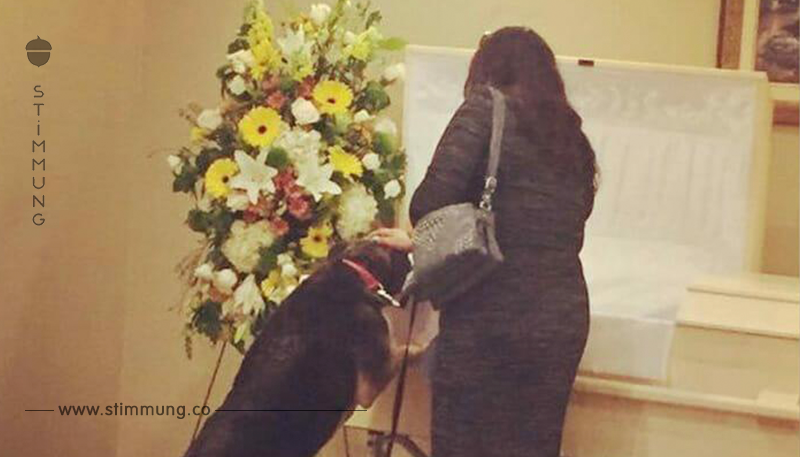 Bestattungsinstitut lässt eine Hündin Lebwohl sagen – der Abschied ist rührend	