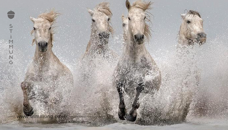 Wilde Pferde wurden an der Küste in Südfrankreich entdeckt – die Bilder sind atemberaubend	