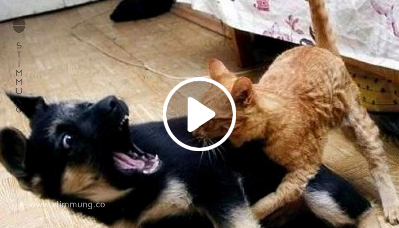 Was diese versteckte Kamera filmt, als Hund und Katze sich begegnen, ist mit Worten nicht zu beschreiben.	