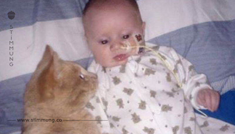 Katze hilft, schwerkrankes Baby zu heilen.	