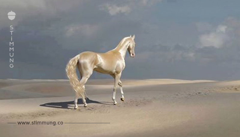“Schönstes Pferd der Welt” hat Fell mit Trick.	