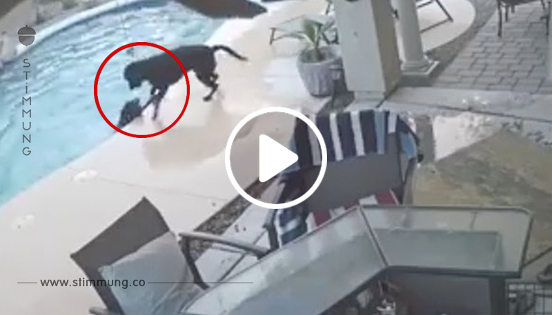 Hund kämpft im Pool gegen das Ertrinken – seht seinen unerwarteten Retter im Video	